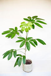 Trevesia burckii